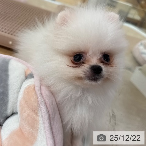 愛知県のポメラニアン (ペットプラス ナゴヤドーム前店/2025年10月18日生まれ/男の子/ホワイト)の子犬の3枚目の画像