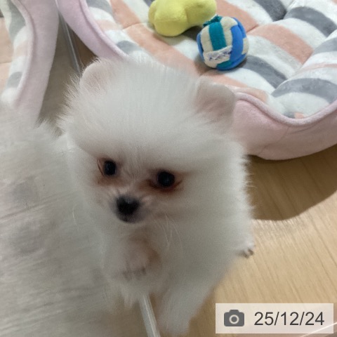 愛知県のポメラニアン (ペットプラス ナゴヤドーム前店/2025年10月18日生まれ/男の子/ホワイト)の子犬の4枚目の画像
