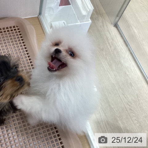 愛知県のポメラニアン (ペットプラス ナゴヤドーム前店/2025年10月18日生まれ/男の子/ホワイト)の子犬の3枚目の画像