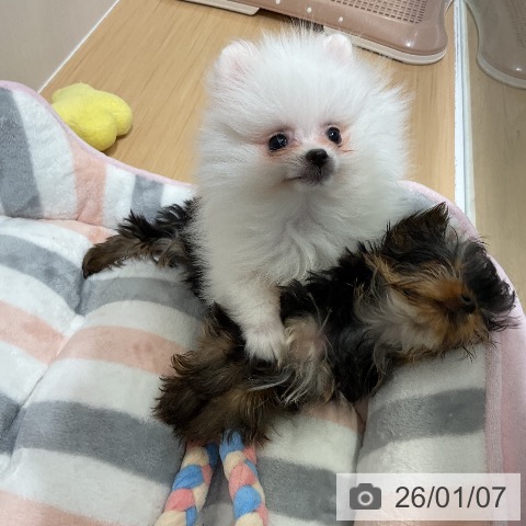 愛知県のポメラニアン (ペットプラス ナゴヤドーム前店/2025年10月18日生まれ/男の子/ホワイト)の子犬の4枚目の画像