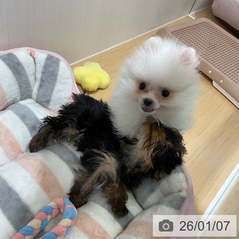 愛知県のポメラニアン (ペットプラス ナゴヤドーム前店/2025年10月18日生まれ/男の子/ホワイト)の子犬の3枚目の画像