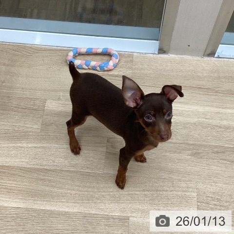 東京都のミニチュアピンシャー (ペットプラス むさし村山店/2025年10月22日生まれ/男の子/チョコレートタン)の子犬の3枚目の画像