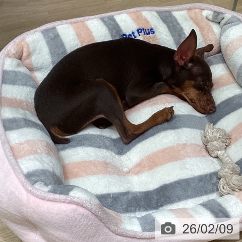 東京都のミニチュアピンシャー (ペットプラス 立川高島屋S.C.店/2025年10月22日生まれ/男の子/チョコレートタン)の子犬の3枚目の画像