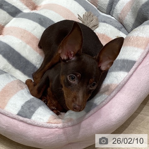 東京都のミニチュアピンシャー (ペットプラス 立川高島屋S.C.店/2025年10月22日生まれ/男の子/チョコレートタン)の子犬の3枚目の画像