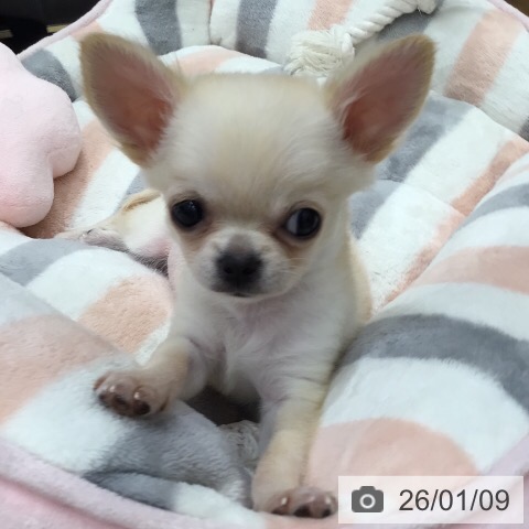チワワの写真