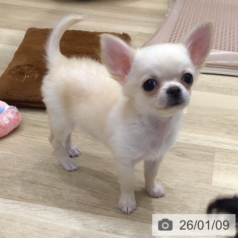岐阜県のチワワ(ロング) (ペットプラス 光ケ丘店/2025年10月19日生まれ/男の子/クリーム)の子犬の4枚目の画像