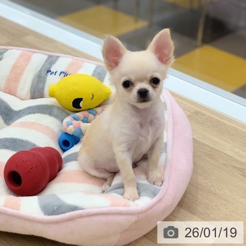 岐阜県のチワワ(ロング) (ペットプラス 光ケ丘店/2025年10月19日生まれ/男の子/クリーム)の子犬の4枚目の画像