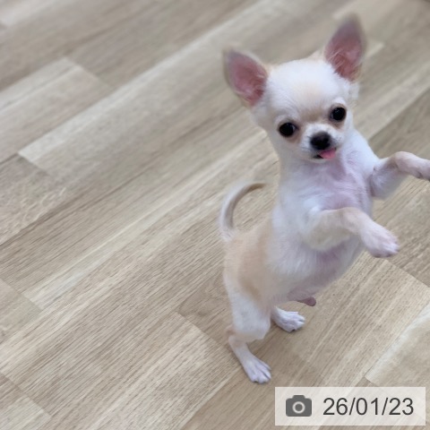 岐阜県のチワワ(ロング) (ペットプラス 光ケ丘店/2025年10月19日生まれ/男の子/クリーム)の子犬の4枚目の画像