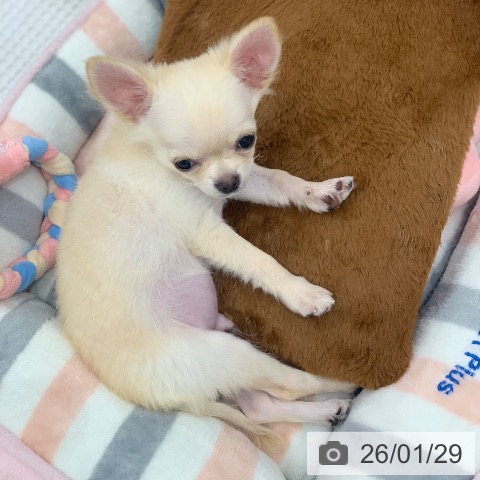 岐阜県のチワワ(ロング) (ペットプラス 光ケ丘店/2025年10月19日生まれ/男の子/クリーム)の子犬の4枚目の画像