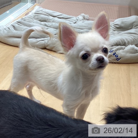 石川県のチワワ(ロング) (ペットプラス 新小松店/2025年10月19日生まれ/男の子/クリーム)の子犬の4枚目の画像