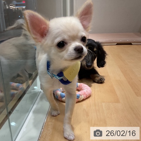 石川県のチワワ(ロング) (ペットプラス 新小松店/2025年10月19日生まれ/男の子/クリーム)の子犬の4枚目の画像