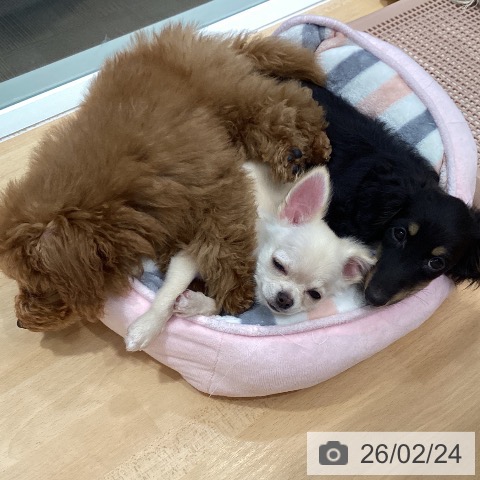 石川県のチワワ(ロング) (ペットプラス 新小松店/2025年10月19日生まれ/男の子/クリーム)の子犬の3枚目の画像