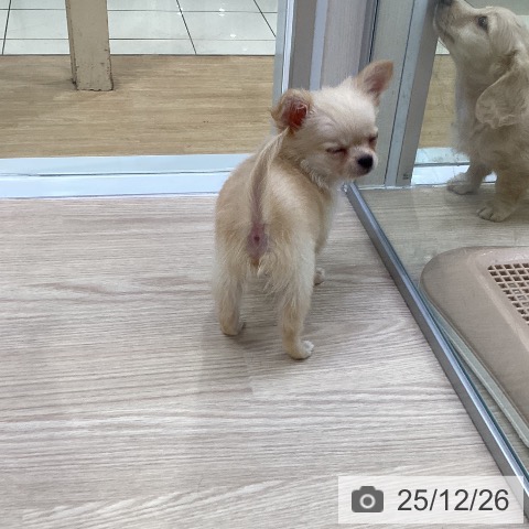 愛知県のチワワ(ロング) (ペットプラス ナゴヤドーム前店/2025年10月19日生まれ/男の子/クリーム)の子犬の4枚目の画像