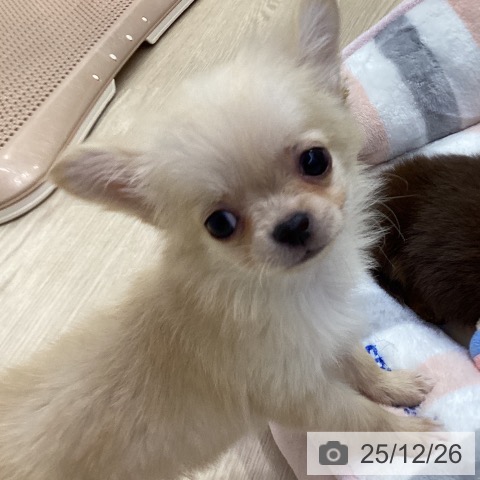 愛知県のチワワ(ロング) (ペットプラス ナゴヤドーム前店/2025年10月19日生まれ/男の子/クリーム)の子犬の3枚目の画像