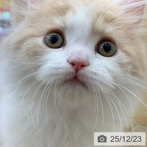 岐阜県のブリティッシュロングヘアー (ペットプラス 光ケ丘店/2025年10月22日生まれ/男の子/クリームホワイト)の子猫の4枚目の画像