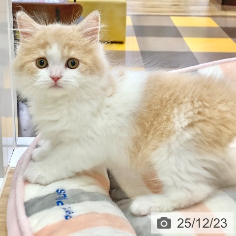 岐阜県のブリティッシュロングヘアー (ペットプラス 光ケ丘店/2025年10月22日生まれ/男の子/クリームホワイト)の子猫の3枚目の画像