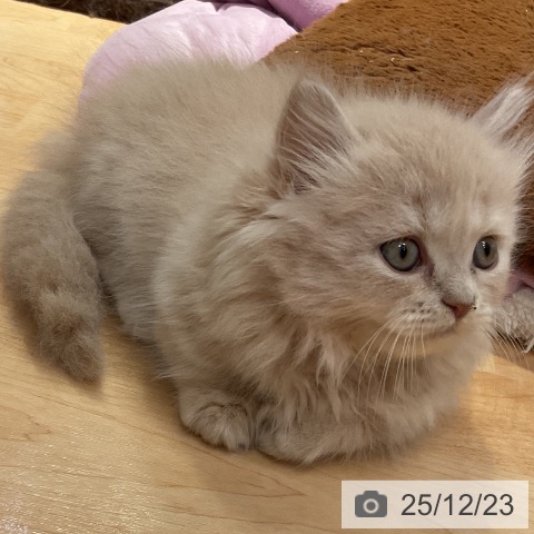 愛知県のミヌエット (ペットプラス 名古屋茶屋店/2025年10月23日生まれ/男の子/クリームタビー)の子猫の4枚目の画像