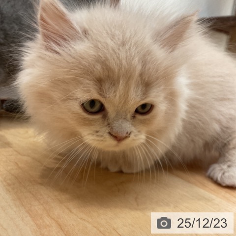 愛知県のミヌエット (ペットプラス 名古屋茶屋店/2025年10月23日生まれ/男の子/クリームタビー)の子猫の3枚目の画像