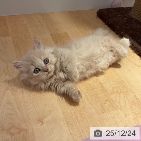 愛知県のミヌエット (ペットプラス 名古屋茶屋店/2025年10月23日生まれ/男の子/クリームタビー)の子猫の3枚目の画像