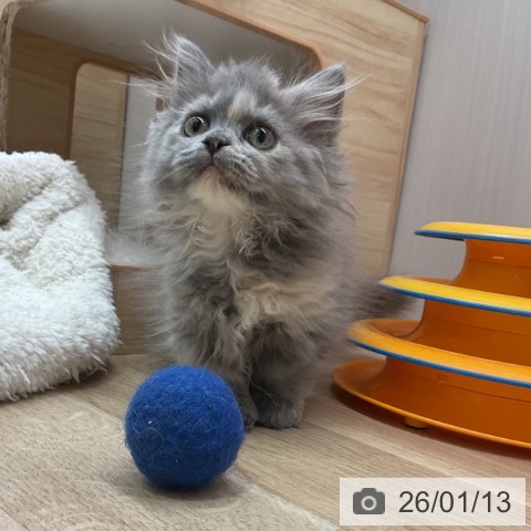 愛知県のミヌエット (ペットプラス 岡崎店/2025年10月23日生まれ/女の子/ブルーパッチドタビー)の子猫の4枚目の画像