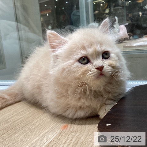 愛知県のミヌエット (ペットプラス 則武新町店/2025年10月23日生まれ/男の子/クリームタビー)の子猫の4枚目の画像