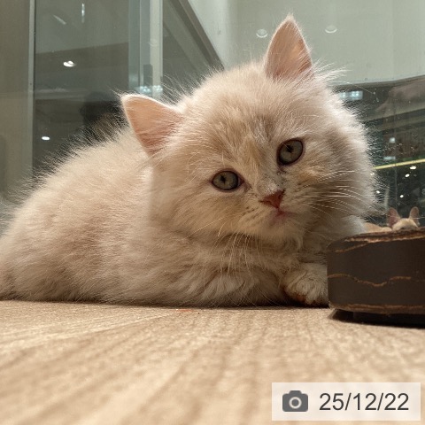 愛知県のミヌエット (ペットプラス 則武新町店/2025年10月23日生まれ/男の子/クリームタビー)の子猫の3枚目の画像