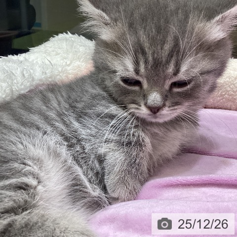 マンチカンの写真