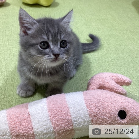 富山県のマンチカン (ペットプラス 高岡店/2025年10月23日生まれ/男の子/ブルータビー)の子猫の4枚目の画像