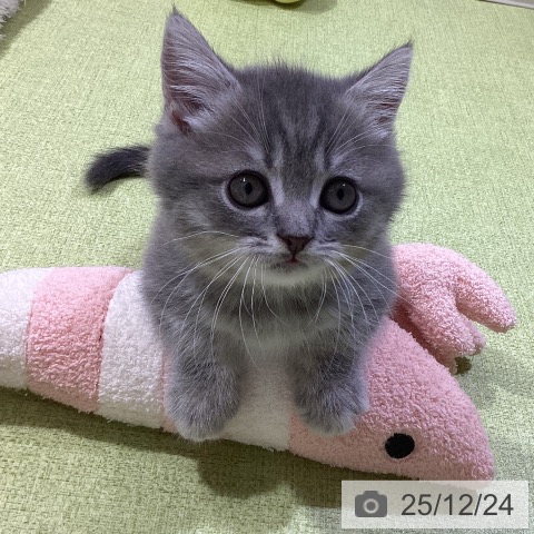 富山県のマンチカン (ペットプラス 高岡店/2025年10月23日生まれ/男の子/ブルータビー)の子猫の3枚目の画像