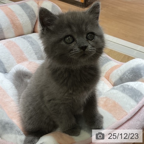 愛知県のブリティッシュショートヘアー (ペットプラス イオンモール豊川店/2025年10月22日生まれ/男の子/ブルー)の子猫の4枚目の画像