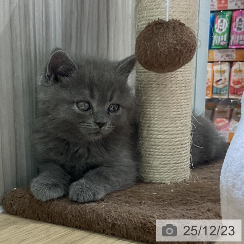 愛知県のブリティッシュショートヘアー (ペットプラス イオンモール豊川店/2025年10月22日生まれ/男の子/ブルー)の子猫の3枚目の画像