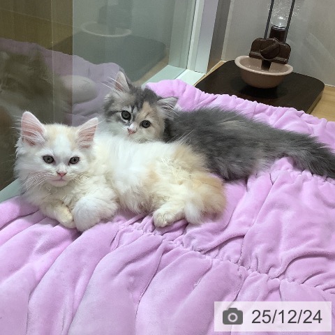 石川県のラガマフィン (ペットプラス 新小松店/2025年10月20日生まれ/女の子/ダイリュートキャリコ)の子猫の4枚目の画像