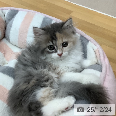 石川県のラガマフィン (ペットプラス 新小松店/2025年10月20日生まれ/女の子/ダイリュートキャリコ)の子猫の3枚目の画像