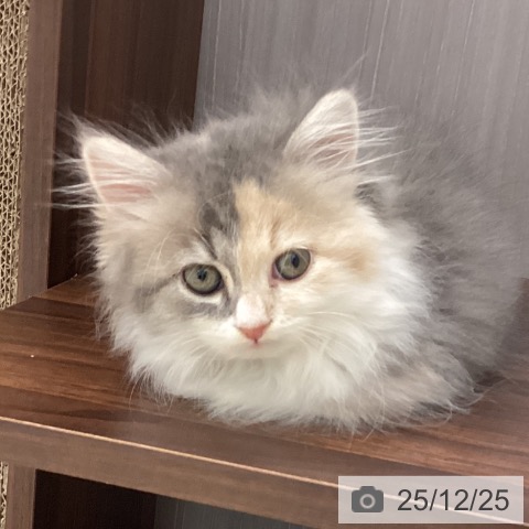 石川県のラガマフィン (ペットプラス 新小松店/2025年10月20日生まれ/女の子/ダイリュートキャリコ)の子猫の3枚目の画像