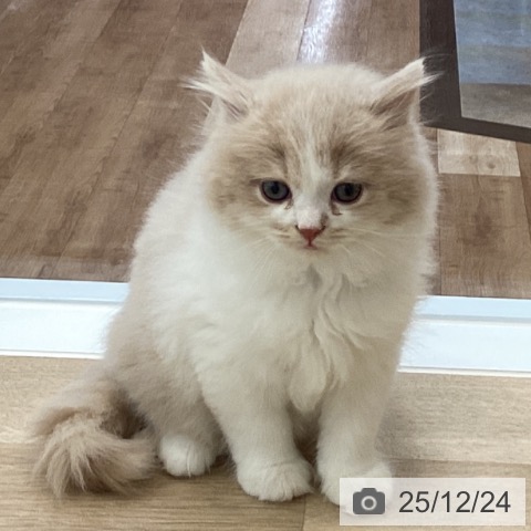 愛知県のラガマフィン (ペットプラス みなと店/2025年10月18日生まれ/男の子/クリームタビーホワイト)の子猫の4枚目の画像