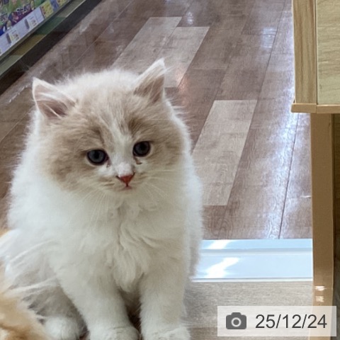 愛知県のラガマフィン (ペットプラス みなと店/2025年10月18日生まれ/男の子/クリームタビーホワイト)の子猫の3枚目の画像