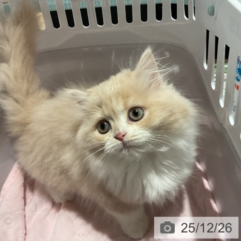 福岡県のラガマフィン (ペットプラス 八幡東店/2025年10月18日生まれ/男の子/クリームタビーホワイト)の子猫の4枚目の画像