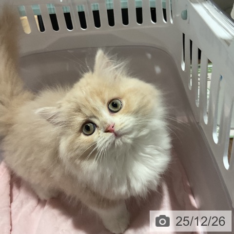 福岡県のラガマフィン (ペットプラス 八幡東店/2025年10月18日生まれ/男の子/クリームタビーホワイト)の子猫の3枚目の画像