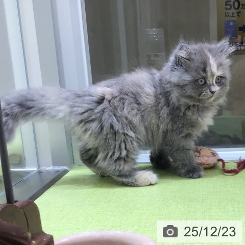 ラガマフィンの写真