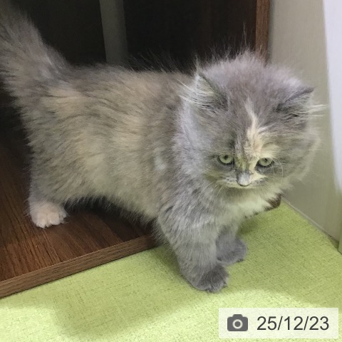 富山県のラガマフィン (ペットプラス 高岡店/2025年10月23日生まれ/女の子/ブルーパッチドタビー)の子猫の4枚目の画像