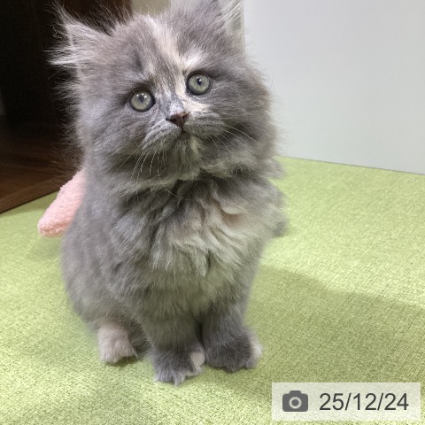 富山県のラガマフィン (ペットプラス 高岡店/2025年10月23日生まれ/女の子/ブルーパッチドタビー)の子猫の3枚目の画像