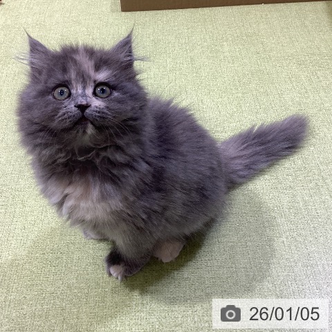 富山県のラガマフィン (ペットプラス 高岡店/2025年10月23日生まれ/女の子/ブルーパッチドタビー)の子猫の4枚目の画像