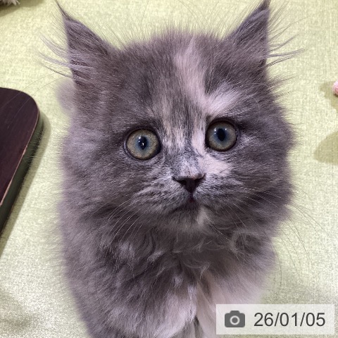 富山県のラガマフィン (ペットプラス 高岡店/2025年10月23日生まれ/女の子/ブルーパッチドタビー)の子猫の3枚目の画像