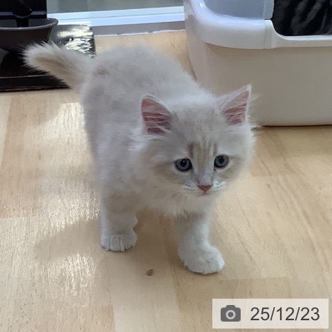 愛知県のサイベリアン (ペットプラス 三好店/2025年10月22日生まれ/男の子/クリームタビー)の子猫の3枚目の画像