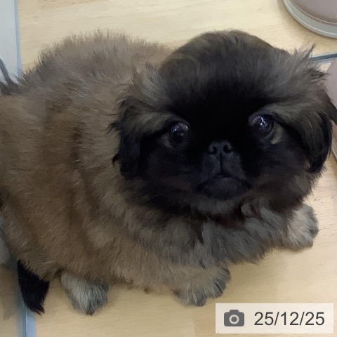 埼玉県のペキニーズ (ペットプラス 羽生店/2025年10月22日生まれ/男の子/レッドブラックマスク)の子犬の3枚目の画像