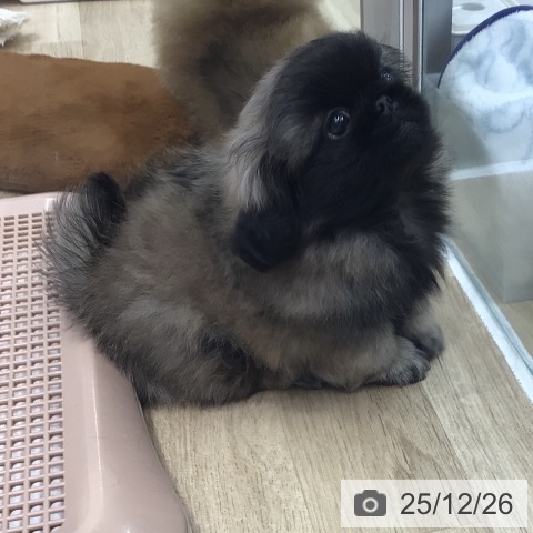 岐阜県のペキニーズ (ペットプラス 各務原店/2025年10月23日生まれ/男の子/フォーンブラックマスク)の子犬の4枚目の画像