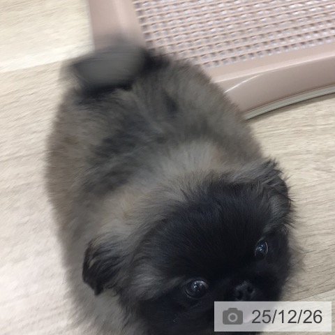 岐阜県のペキニーズ (ペットプラス 各務原店/2025年10月23日生まれ/男の子/フォーンブラックマスク)の子犬の3枚目の画像