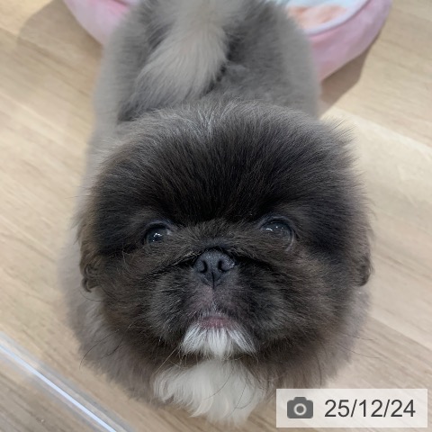 東京都のペキニーズ (ペットプラス アクアシティお台場店/2025年10月23日生まれ/男の子/グレーホワイト)の子犬の4枚目の画像