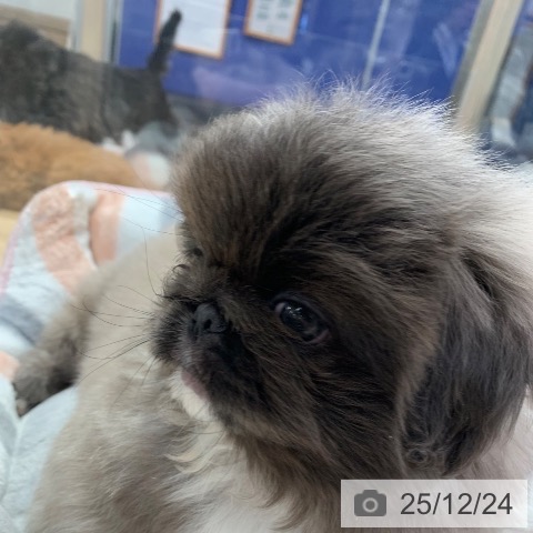 東京都のペキニーズ (ペットプラス アクアシティお台場店/2025年10月23日生まれ/男の子/グレーホワイト)の子犬の3枚目の画像