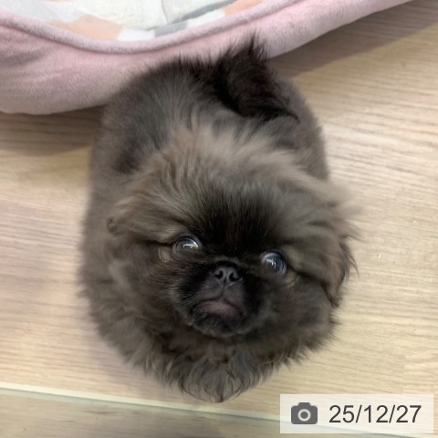 ペキニーズの写真